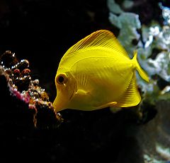 фото "Yellow Snack"