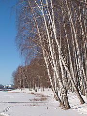 фото "К проруби"