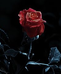 photo "***"