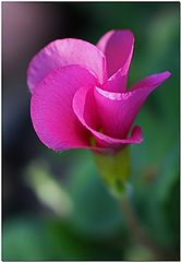 photo "Pink Whatsa?"