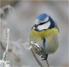 фото "Parus caeruleus - Лазоревка"