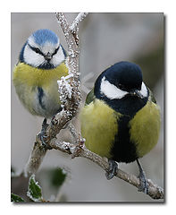photo "Paridae"
