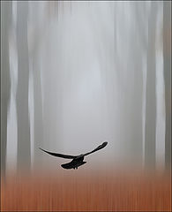 фото "Flying into the mist"