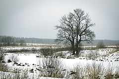 photo "***"