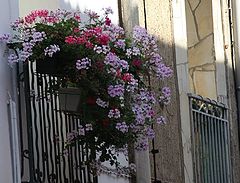 фото "the nice corner"