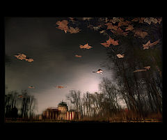 photo "The autumn flying"