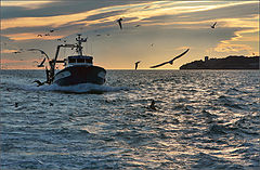 photo "Fishing boat returns"
