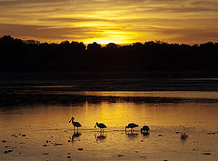 фото "Spoonbills feeding at sunset"