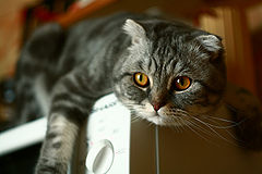 photo "***"