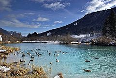 photo "zelenci"