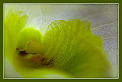 фото "***"