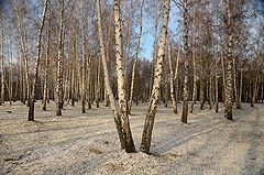 фото "Берёзовая зимняя"