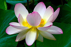 фото "Pure beauty"