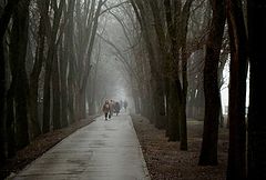 фото "туман в аллеях"