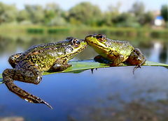 photo "love fff"