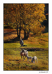 photo "colori"