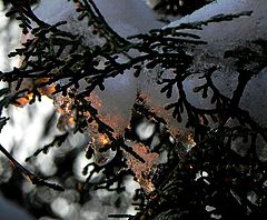 photo "***"