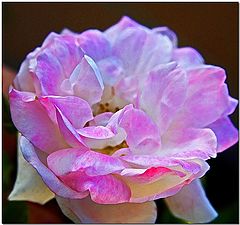 photo "So Pink"