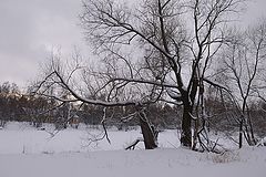 photo "***"
