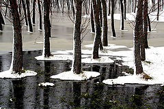 photo "Forest in Winter"