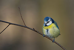 photo "Mésange bleue|Лазоревка"