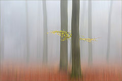 фото "Misty afternoon"