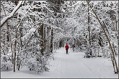 photo "In winter wood"