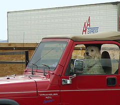 photo "My dog is my co-pilot"