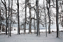 photo "Quiet Winter"