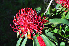 photo "Waratah"