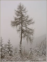 фото "Snowfall in Austrian Alps"