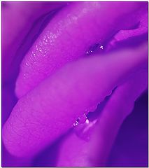 photo "Lavender Labia"