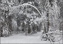photo "In snow-covered wood"