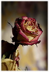 photo "***"