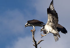 фото "Osprey Courtship"