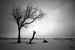 photo "none"