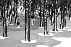 photo "Winter palette"