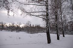 фото "Стояли берёзы у края пруда."