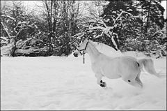 фото "Белый конь на белом снегу"