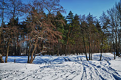 фото "Зимний день"