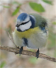 фото "лазо́ревка (лат. Cyanistes caeruleus)"