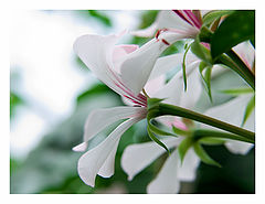 фото "Pelargonium"
