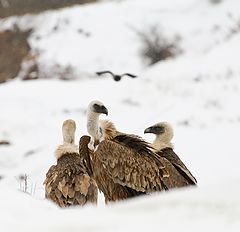фото "Белоголовые на снегу"