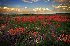 photo "Waiting for Spring"