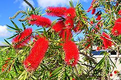 фото "Bottle brush"