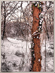 photo "forest"