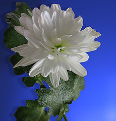 photo "chrysanthemum"
