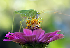 photo "макро  кузнечик"