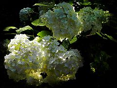 photo "***"