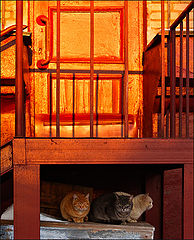 photo "The three cats and a sunset."
